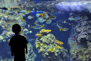 çocuğa bir Akvaryum balıkları ile