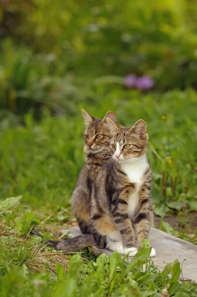 Två unga katter i en trädgård — Stockfoto
