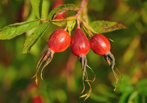 Rosa silvestre (Rosa canina) bayas, Rusia —  Fotos de Stock