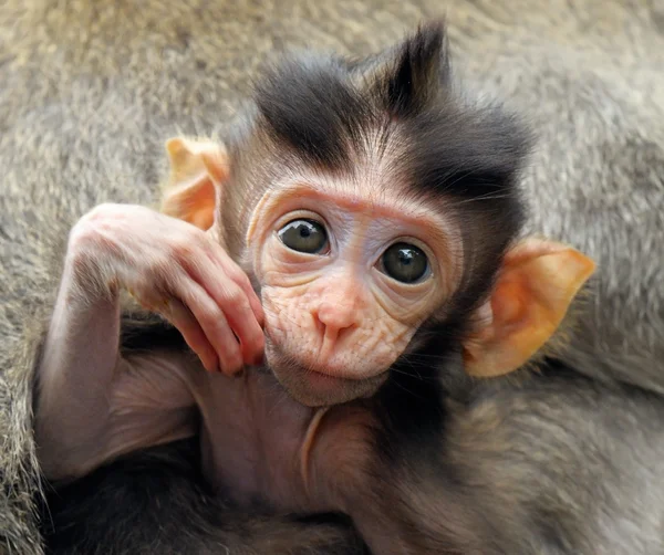 Retrato de bebé Macacos balineses, Indonesia —  Fotos de Stock