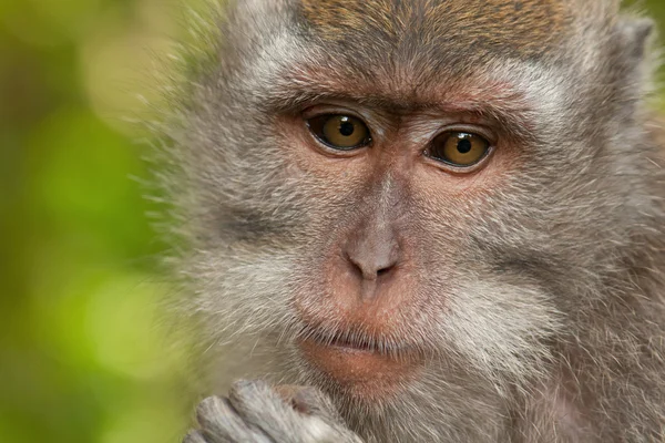 Portrait of adult female Balinese macaques, Indonesia — Stock Photo, Image