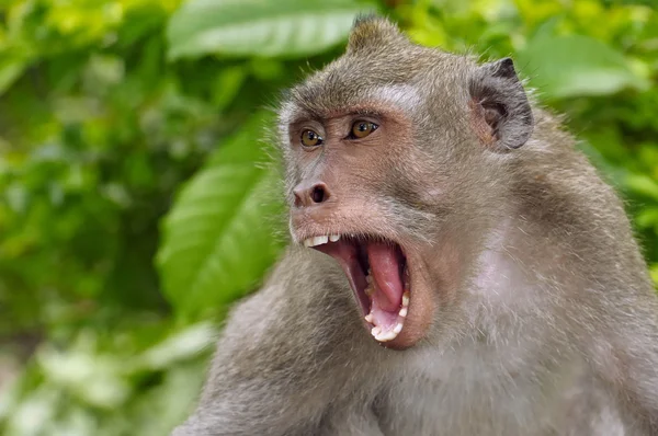 Retrato de jóvenes macacos balineses, Indonesia — Foto de Stock