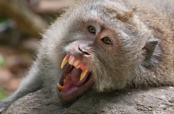 Yawning adult male Balinese macaques, Indonesia — Stock Photo, Image