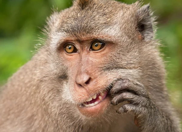 Portrait of a young male Balinese macaques who picks his teeth, — Stock Photo, Image