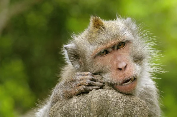 Retrato de machos jóvenes macacos balineses, Indonesia — Foto de Stock