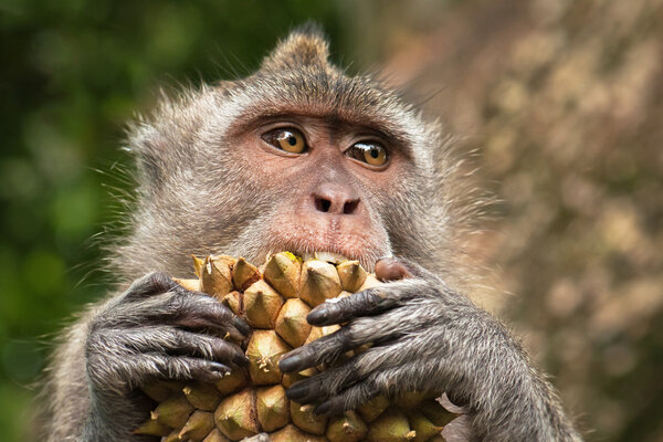 Portrait of a young Balinese macaque with durian, Indonesia