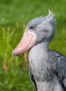 yeşil bir arka plan üzerinde bir yetişkin shoebill portresi