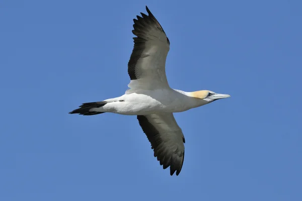 Létající dospělých australasian gannet — Stock fotografie