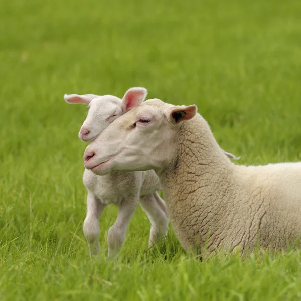 Cordeiro com sua mãe na grama verde, Países Baixos — Fotografia de Stock