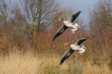 Couple landing wild geese, Netherlands clipart