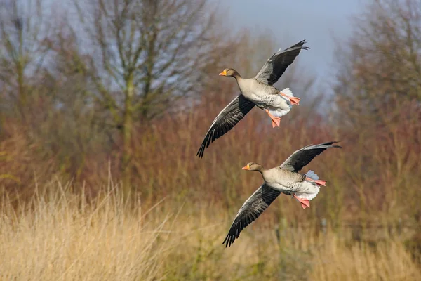 Couple landing wild geese, Netherlands — Stock Photo, Image