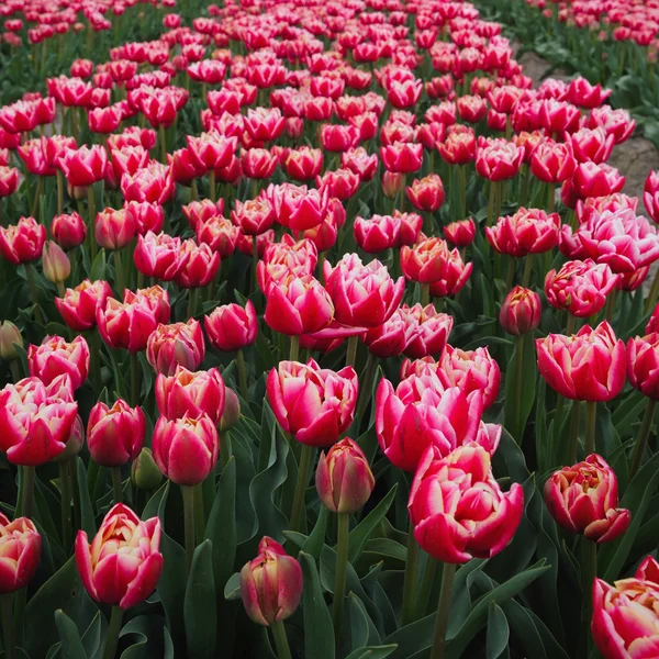 Tulpan fält i holland — Stockfoto