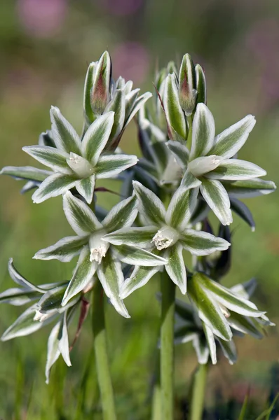 Çiçekler sarkık star-of-bethlehem, Yunanistan — Stok fotoğraf