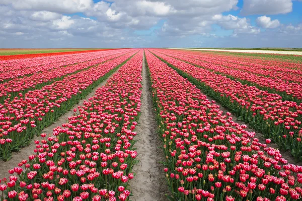 Tulip odling i Nederländerna — Stockfoto