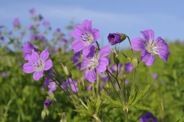 Fleurs de canneberge des bois, Russie — Photo