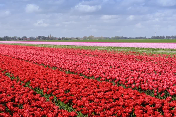 Tulip odling i Nederländerna — Stockfoto