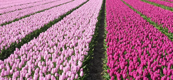 Tulip odling i Nederländerna — Stockfoto