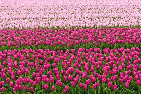 Tulip cultivation in the Netherlands — Stock Photo, Image