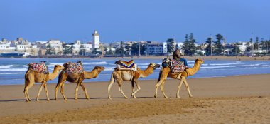 essaouria, Fas sabah yürüyüş deve karavan
