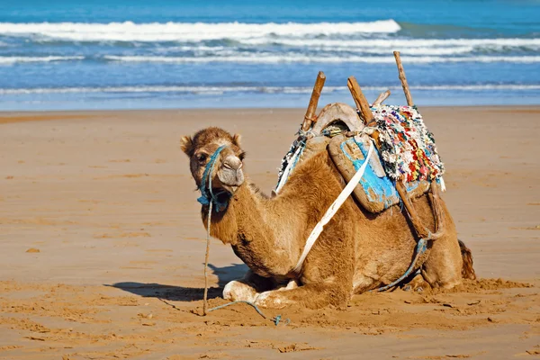 Dromedary muda di Essauira, Maroko — Stok Foto