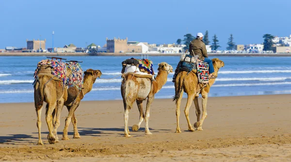 Cammello carovana a piedi al mattino in Essaouria, Marocco — Foto Stock