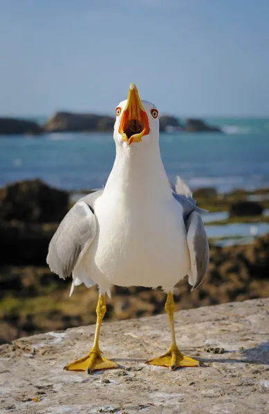 Llamando a la gaviota adulta de patas amarillas en vestido de cría, Marruecos —  Fotos de Stock