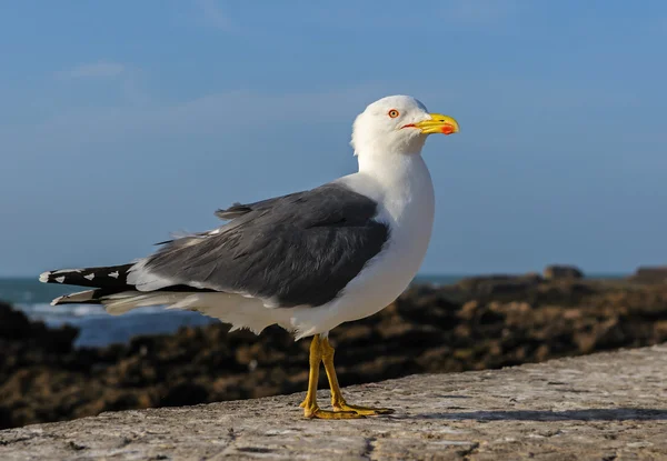 Gaivota adulta de pernas amarelas, Essaouira, Marrocos — Fotografia de Stock