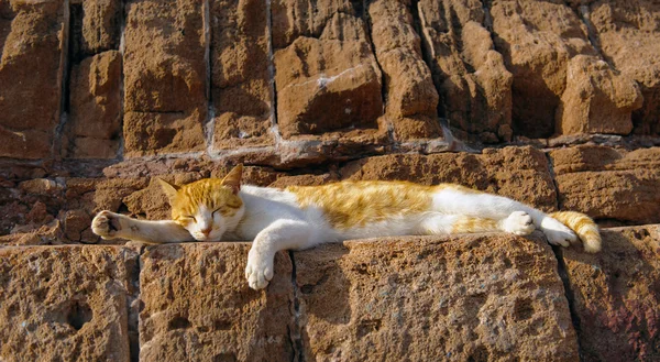 Vilande katt, essaouira, Marocko — Stockfoto