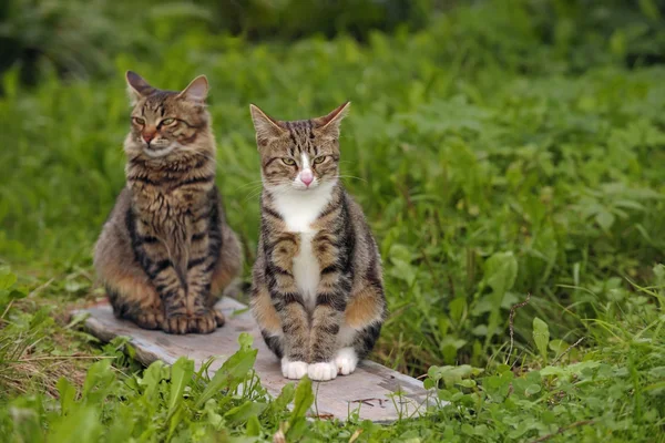 Twee jonge katten in een tuin, Rusland — Stockfoto