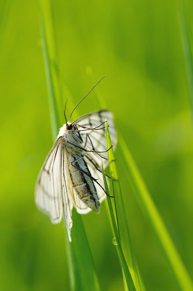 Black-veined moth in the grass, Russia — Stock Photo, Image