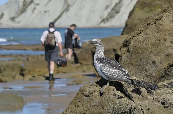 Mladí australasian gannet na skále — Stock fotografie