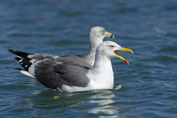 Yellow-legged gulls, Portugal — Stock Photo, Image