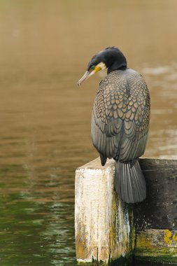 kuş tüyü, Hollanda damızlık olarak yetişkin büyük karabatak