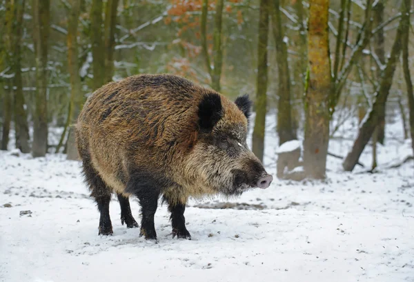 Wildschweine im Winterwald, den Niederlanden — Stockfoto