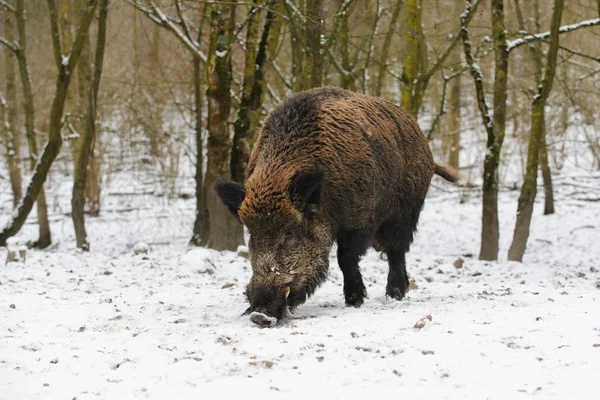 Jabalí en el bosque de invierno, Países Bajos —  Fotos de Stock