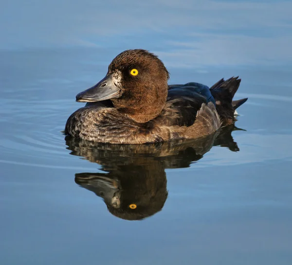 Volwassen vrouwelijke Kuifeend, Nederland — Stockfoto