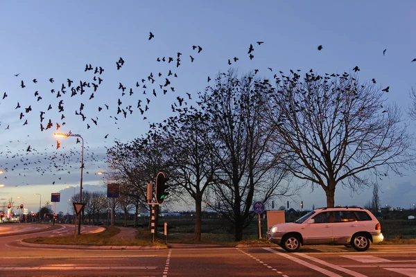 Jackdaw's collective sleeping place, The Netherlands — Stock Photo, Image