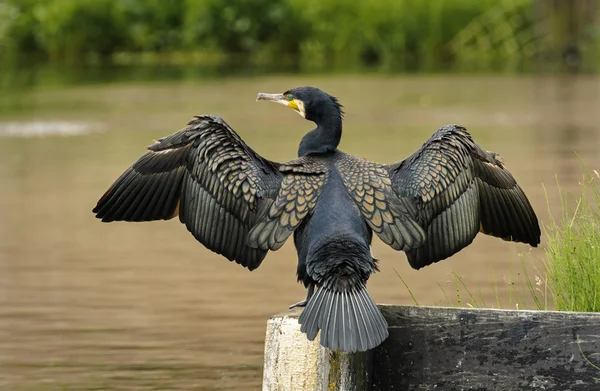 Adult Great Cormorant in breeding plumage, The Netherlands — Stock Photo, Image