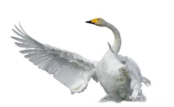 Cygne chanteur aux ailes déployées, Pays-Bas — Photo