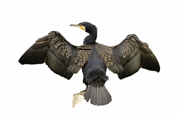 Adult Great Cormorant terisolasi pada latar belakang putih, Belanda — Stok Foto