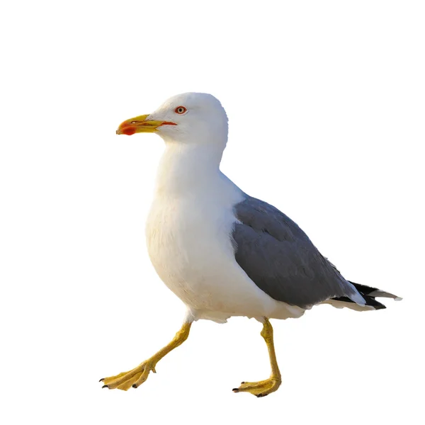 Vuxen gul-legged gull i avel klänning, Marocko — Stockfoto