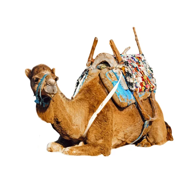 Genç dromedary eyer, morocco