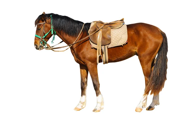 Barbary horse under saddle, Morocco — Stock Photo, Image