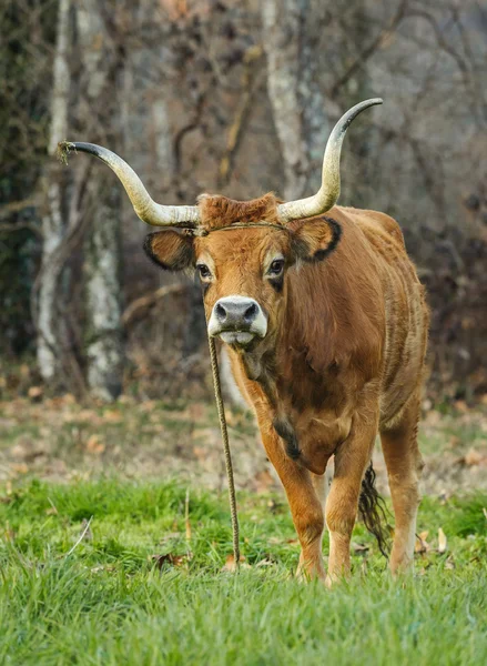 Raça rara de vaca, Portugal — Fotografia de Stock