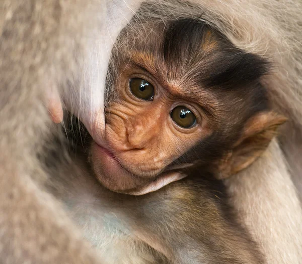 Baby van balinese makaak, Indonesië — Stockfoto