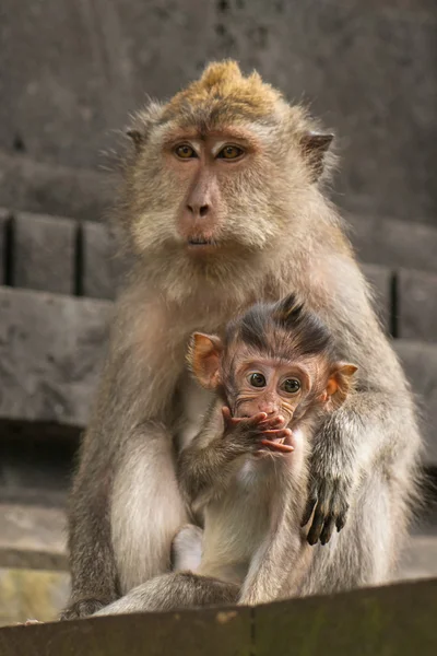 Balinese  female  macaque with a cub at the wall of a Hindu temple, Indonesia — Stock Photo, Image