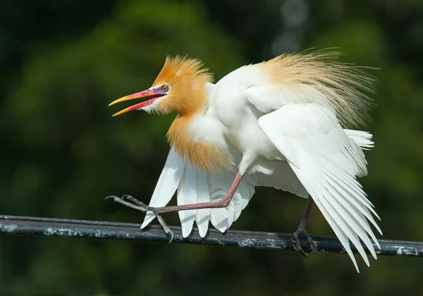 Adult eastern cattle egret in breeding plumage, Indonesia — Stock Photo, Image