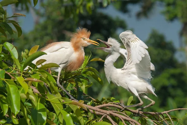 Adult and immature eastern egrets, Indonesia — Stock Photo, Image