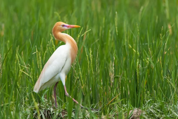 Eastern cattle egret, Indonesia — Stock Photo, Image