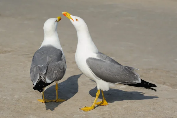 Adulto casal gaivotas de pernas amarelas, Essaouira, Marrocos — Fotografia de Stock
